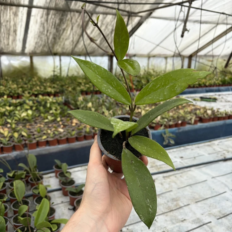 Hoya pubicalyx Hoja P9