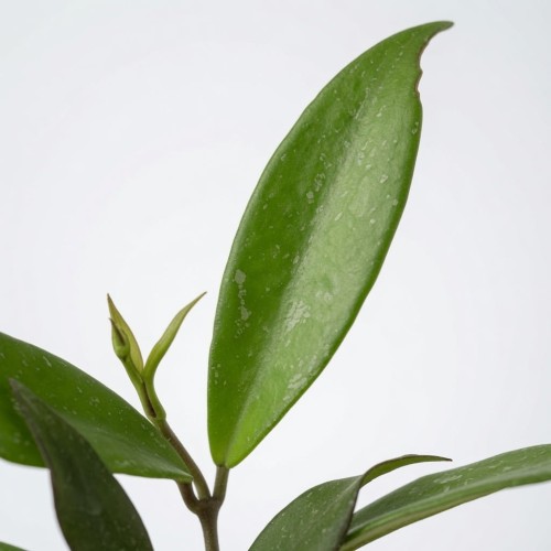 Hoya pubicalyx Hoja P9