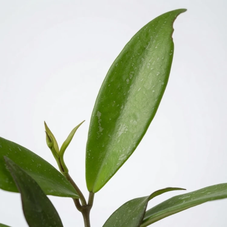 Hoya pubicalyx Hoja P9