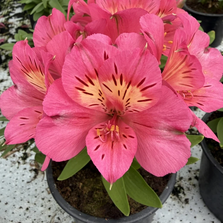 Alstroemeria Inticancha Malaga Alstromeria