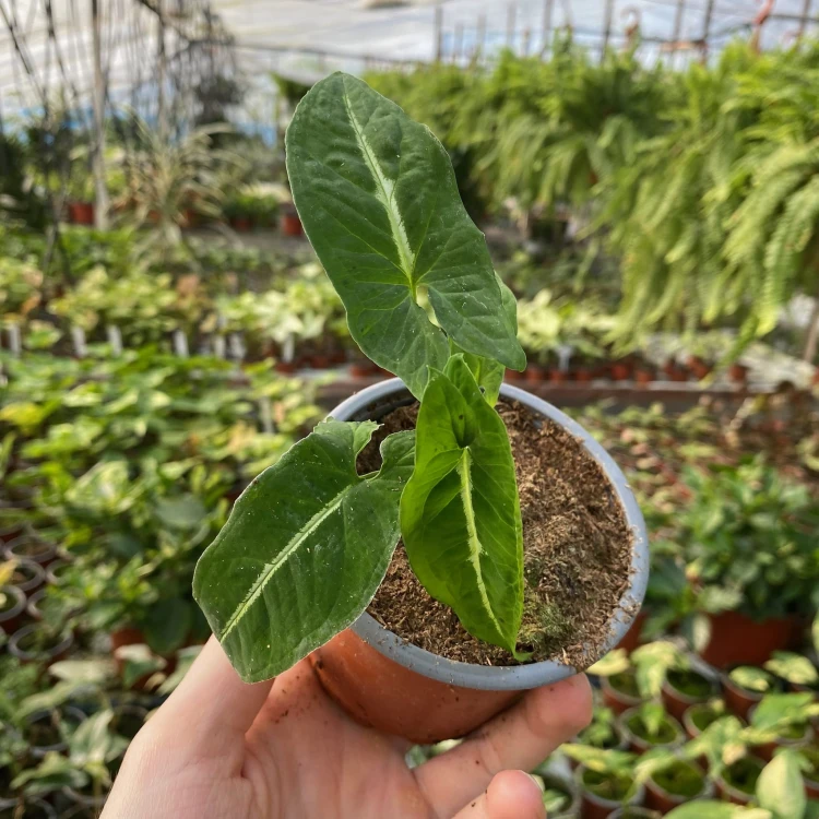 Syngonium Wendlandii Green Velvet Zroślicha P9 #5