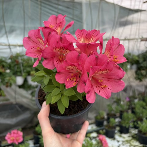 Alstroemeria Inticancha Malaga Alstromeria
