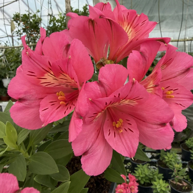 Alstroemeria Inticancha Malaga Alstromeria
