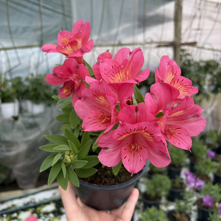 Alstroemeria Inticancha Malaga Alstromeria