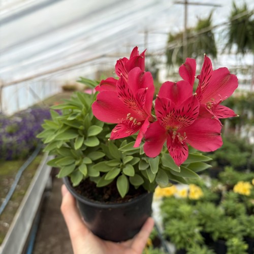 Alstroemeria Inticancha Red Alstromeria