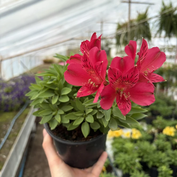 Alstroemeria Inticancha Red Alstromeria
