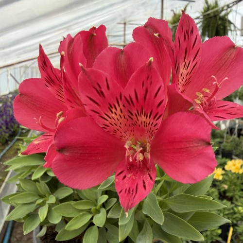 Alstroemeria Inticancha Red Alstromeria