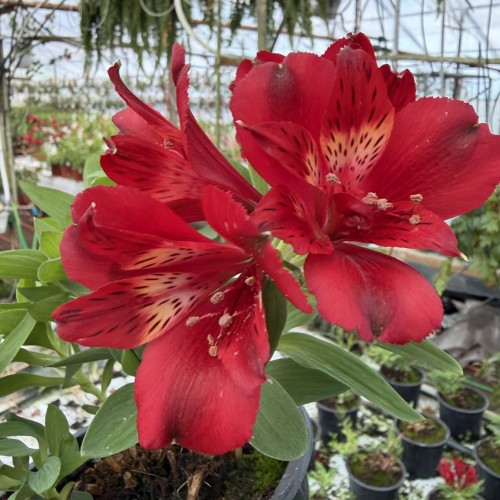 Alstroemeria Inticancha Doba Alstromeria