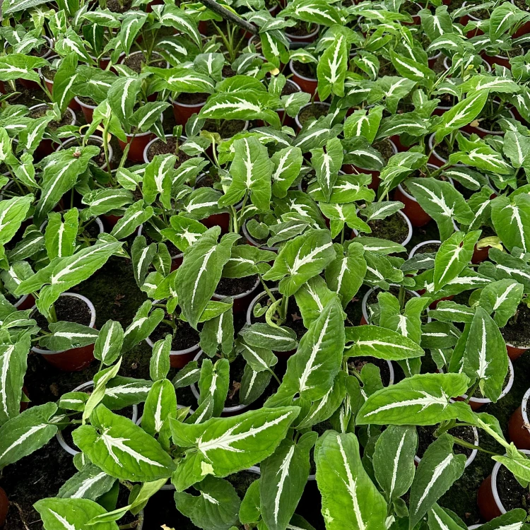 Syngonium Wendlandii Green Velvet Zroślicha P9 #6