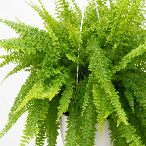 Paproć Królewska Nephrolepis P22 wisząca