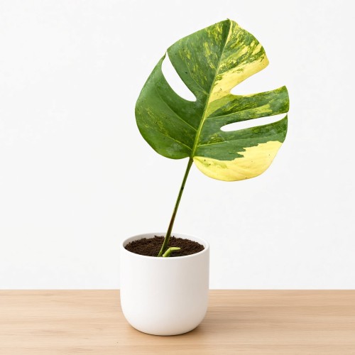 Monstera deliciosa Variegata Aurea Dziurawa P12