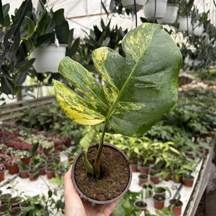 Monstera deliciosa Variegata Aurea Dziurawa P12