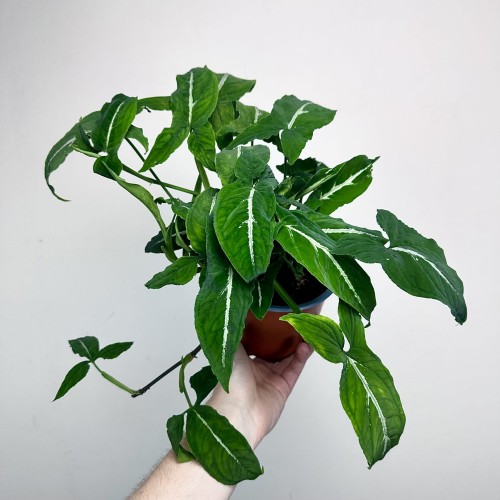 Syngonium Wendlandii Green Velvet Zroślicha P14 #1