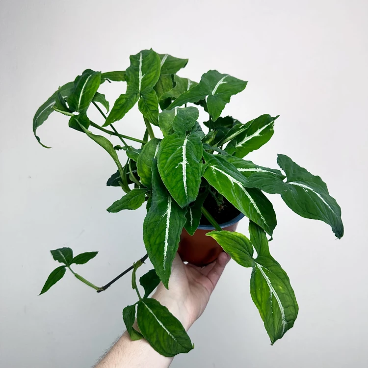Syngonium Wendlandii Green Velvet Zroślicha P14 #1