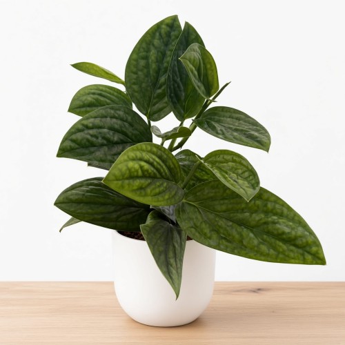 Monstera Karstenianum Epipremnum Marble Planet P12