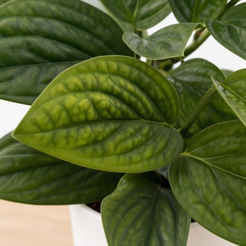 Monstera Karstenianum Epipremnum Marble Planet P12