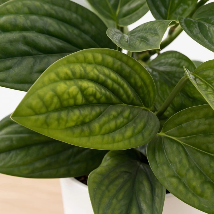Monstera Karstenianum Epipremnum Marble Planet P12