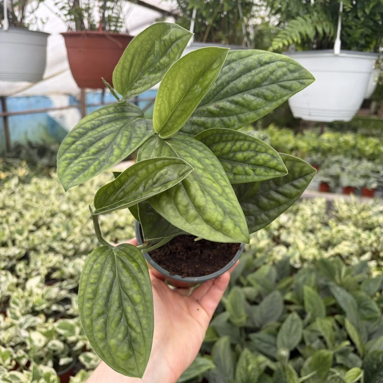 Monstera Karstenianum Epipremnum Marble Planet P12