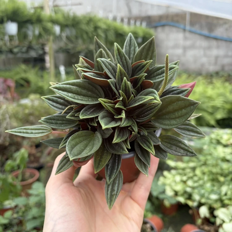 Peperomia Kędzierzawa Caperata Rosso P9
