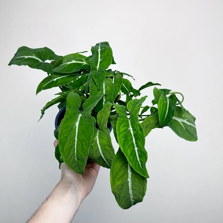 Syngonium Wendlandii Green Velvet Zroślicha P14 #2