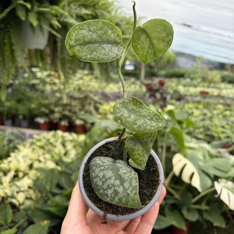 Scindapsus pictus Silver Splash P9