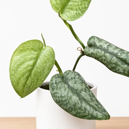 Scindapsus pictus Silver Splash P9