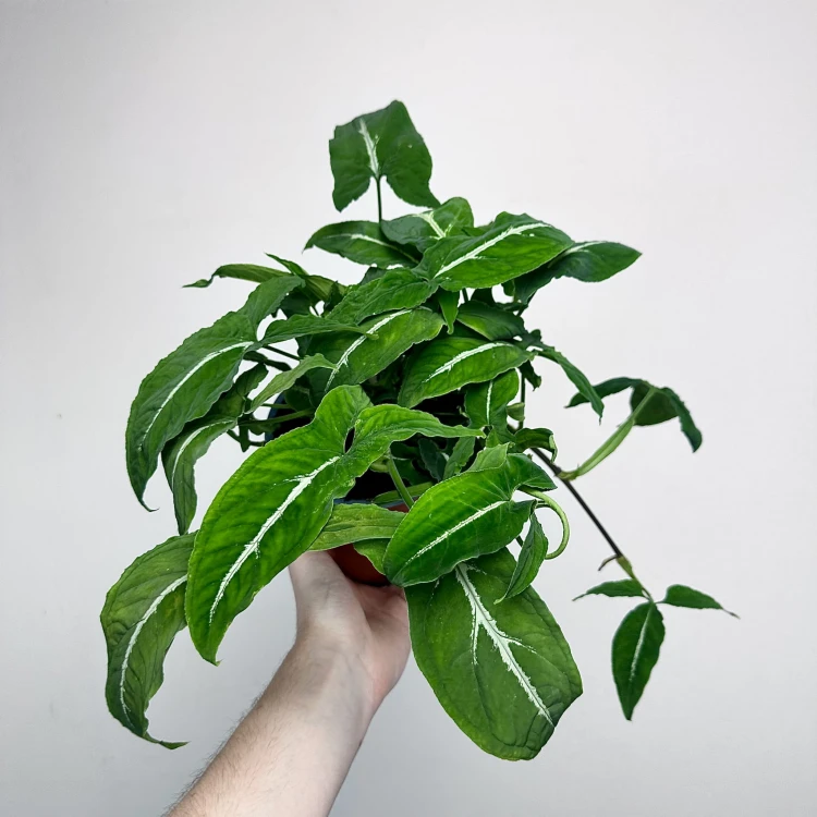 Syngonium Wendlandii Green Velvet Zroślicha P14 #3