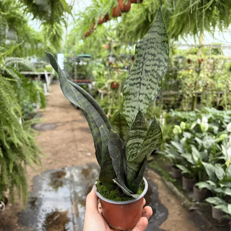 Sansevieria zeylanica Sansewieria P9