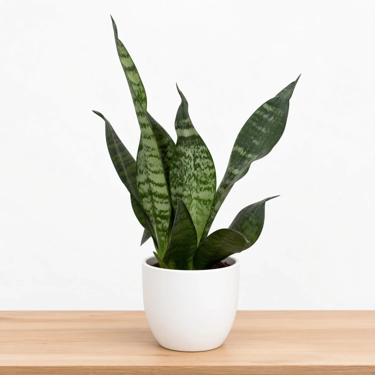 Sansevieria zeylanica Sansewieria P9