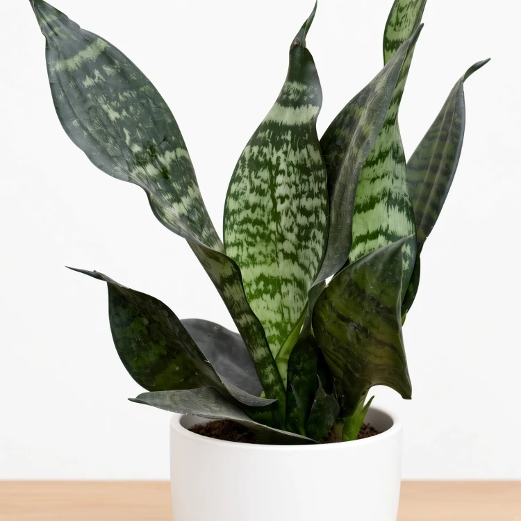 Sansevieria zeylanica Sansewieria P9