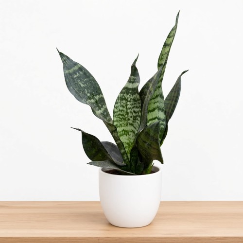 Sansevieria zeylanica Sansewieria P9