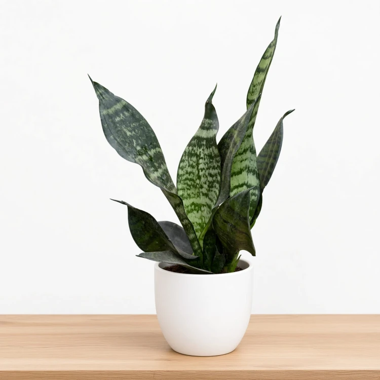 Sansevieria zeylanica Sansewieria P9