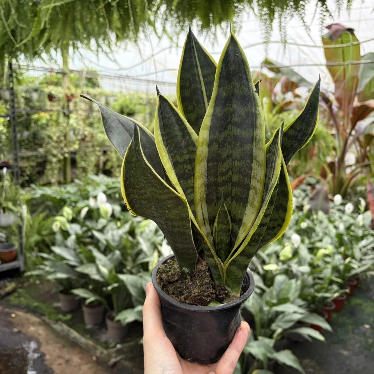 Sansevieria Futura Superba Sansewieria