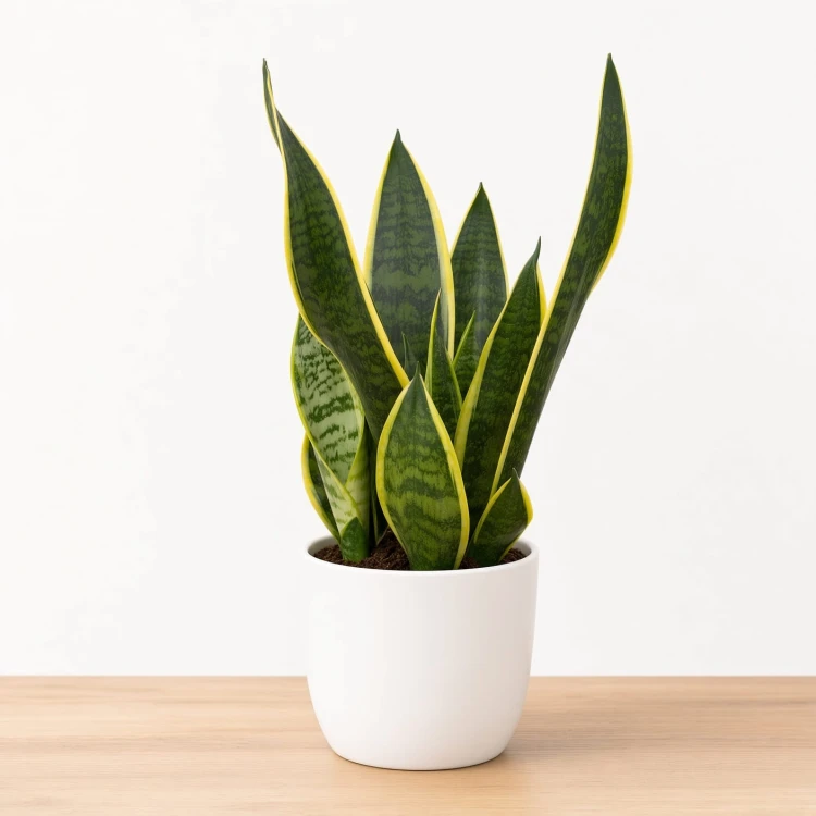 Sansevieria Futura Superba Sansewieria