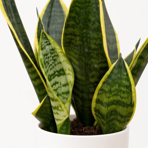Sansevieria Futura Superba Sansewieria