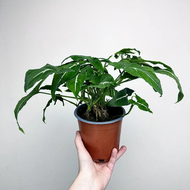 Syngonium Wendlandii Green Velvet Zroślicha P14 #4