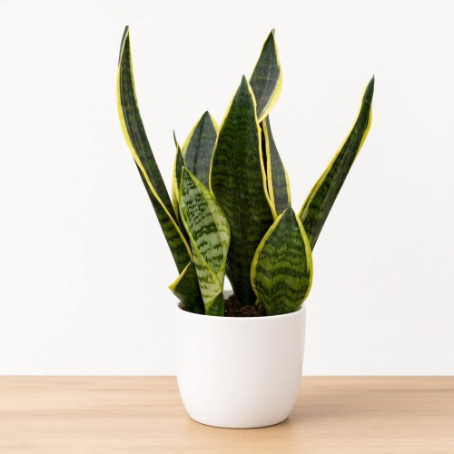 Sansevieria Futura Superba Sansewieria