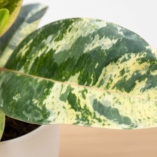 Ficus elastica  Shivereana  Moonshine Fikus P9