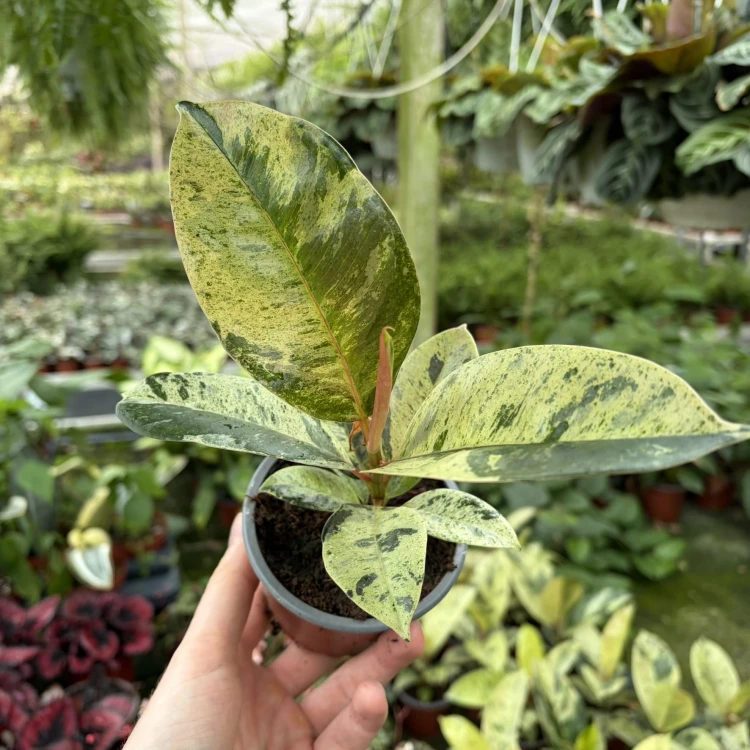 Ficus elastica  Shivereana  Moonshine Fikus P9