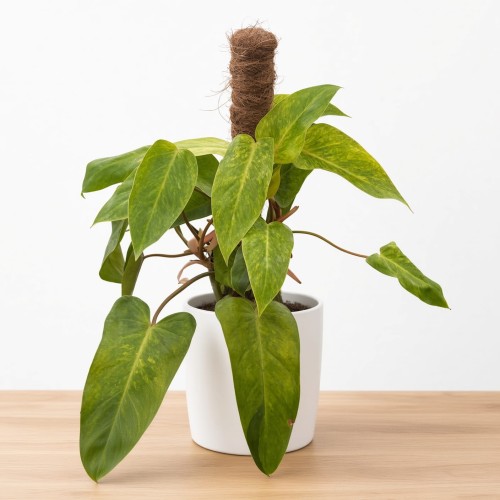 Philodendron Painted Lady Filodendron P12 na paliku