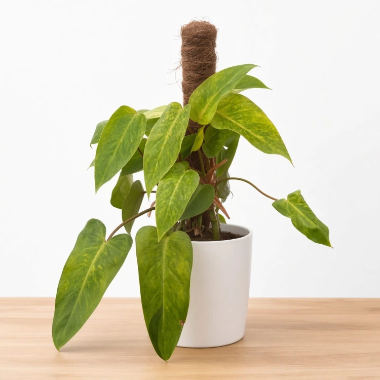Philodendron Painted Lady Filodendron P12 na paliku