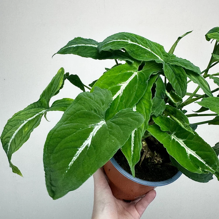 Syngonium Wendlandii Green Velvet Zroślicha P14 #5