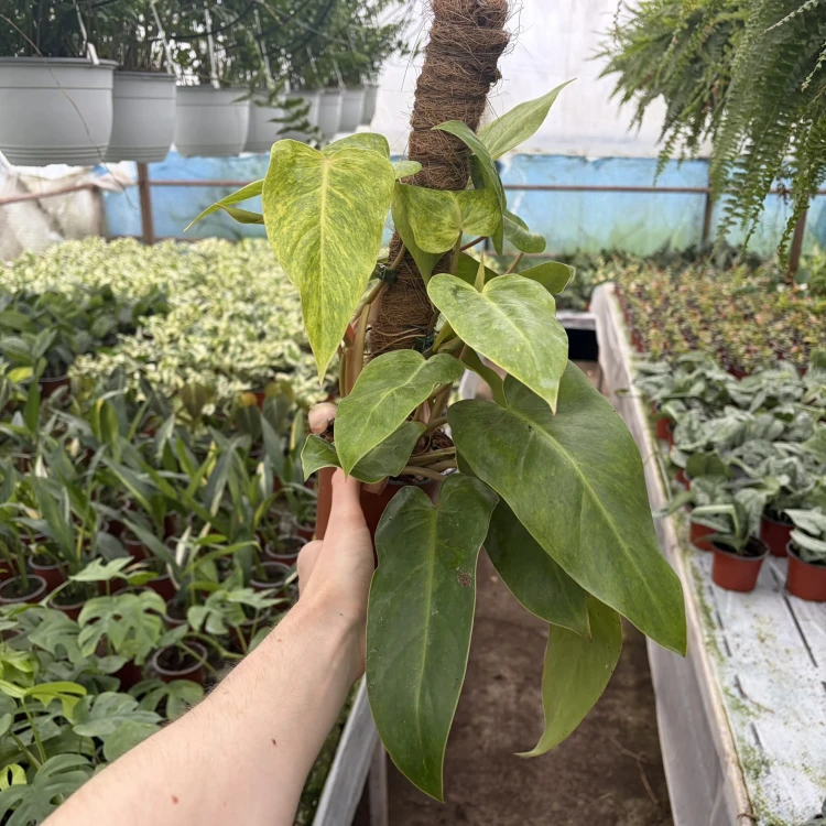 Philodendron Painted Lady Filodendron P12 na paliku