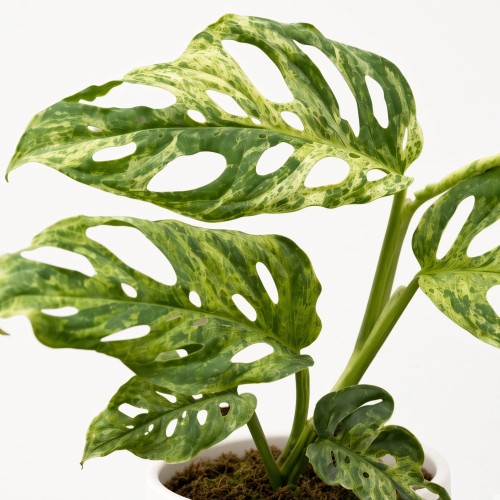 Monstera Frozen Freckles P9