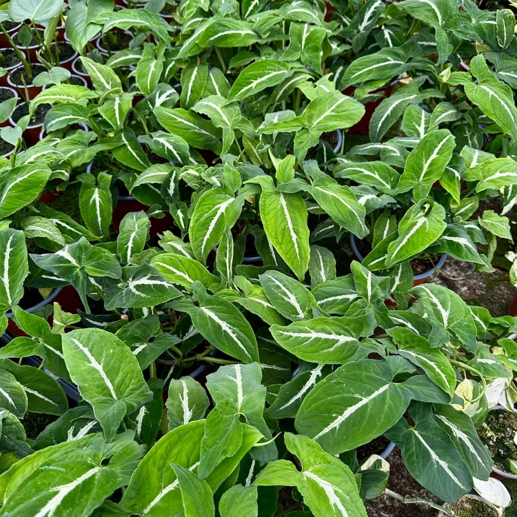 Syngonium Wendlandii Green Velvet Zroślicha P14 #6