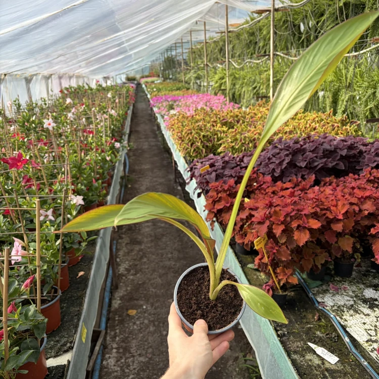 Bananowiec Ensete Maurelli P12