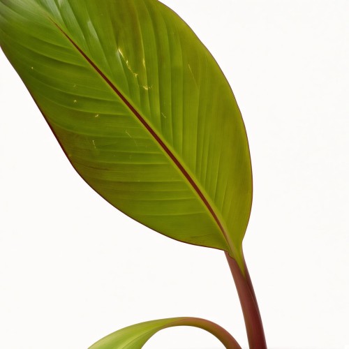 Bananowiec Ensete Maurelli P12