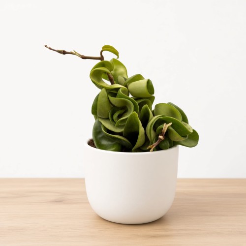 Hoya Carnosa Compacta Hoja P11