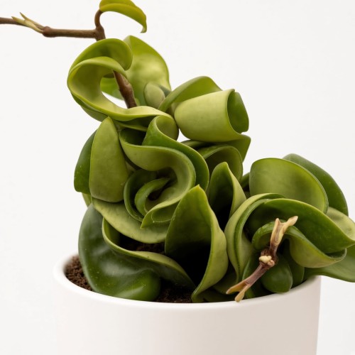 Hoya Carnosa Compacta Hoja P11