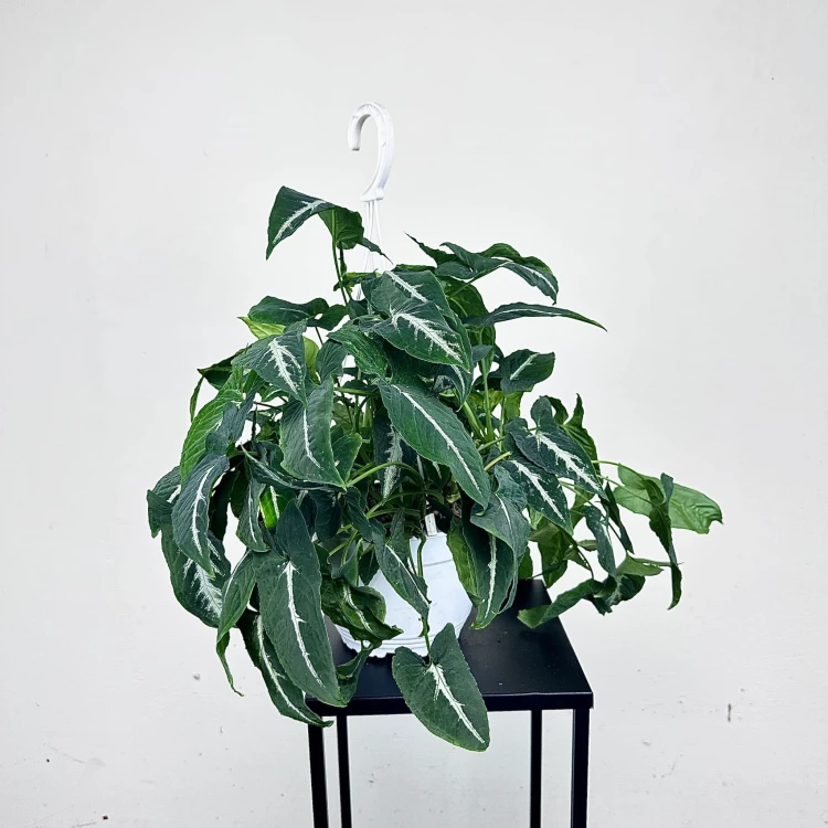 Syngonium Wendlandii Green Velvet Zroślicha P19 wisząca #1